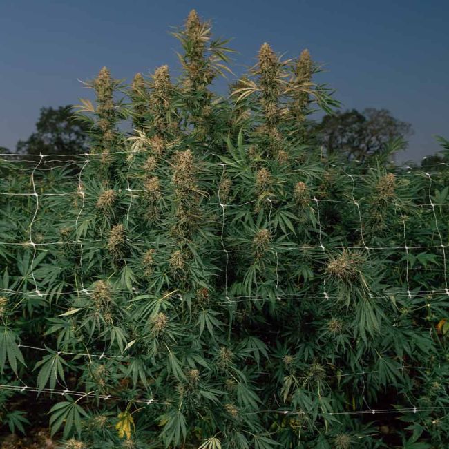 Blueberry Pie F1 Fast Feminized Seeds
