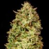 Blueberry Pie F1 Fast Feminized Seeds