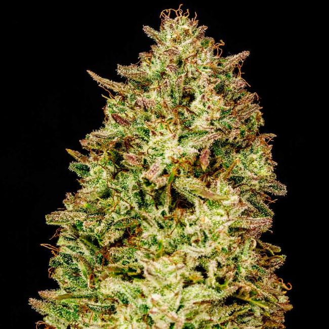 Blueberry Pie F1 Fast Feminized Seeds