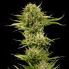 Blueberry Pie F1 Fast Feminized Seeds
