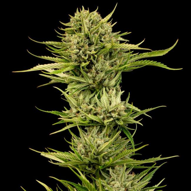 Blueberry Pie F1 Fast Feminized Seeds
