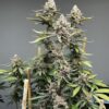 Bluemosa S1 Feminized Seeds