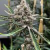 Bluemosa S1 Feminized Seeds