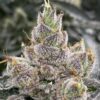Bluemosa S1 Feminized Seeds