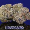 Bluemosa S1 Feminized Seeds