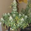 Boss Hogg Auto Feminized Seeds