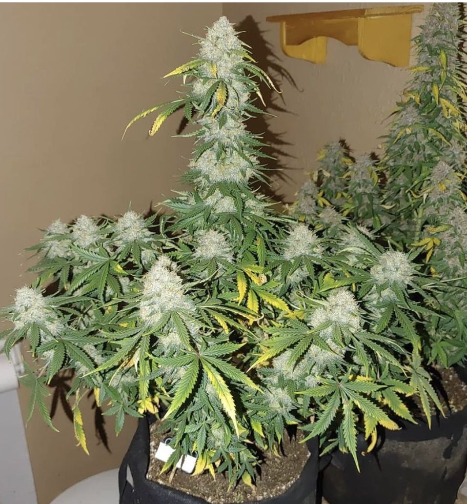 Boss Hogg Auto Feminized Seeds