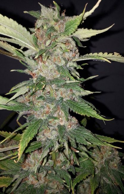 Purple Crack Feminized Seeds