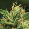 Humboldt Sour Diesel Auto Feminized Seeds