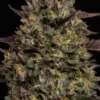 Caramel Cream Auto Feminized Seeds