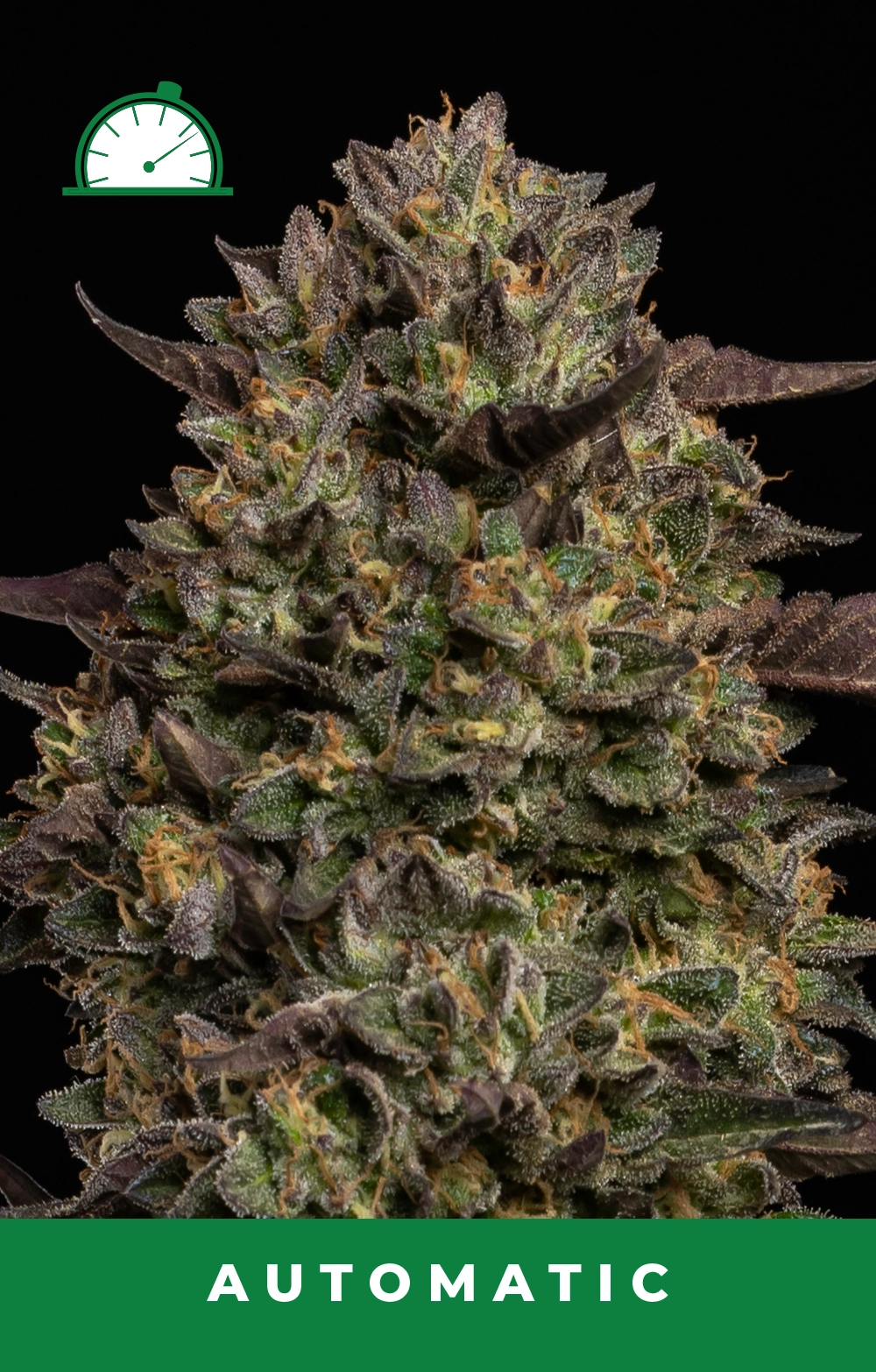 Caramel Cream Auto Feminized Seeds