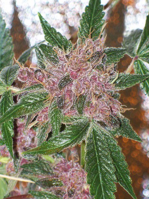 Cherries Jubilee Feminized Seeds (Gold Collection)