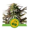 Cherry Pie Auto Feminized Seeds