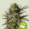 Cherry Pie Auto Feminized Seeds