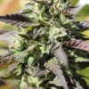 Chunkadelic Auto Feminized Seeds
