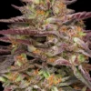 COB Salad Feminized Seeds