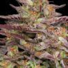 COB Salad Feminized Seeds