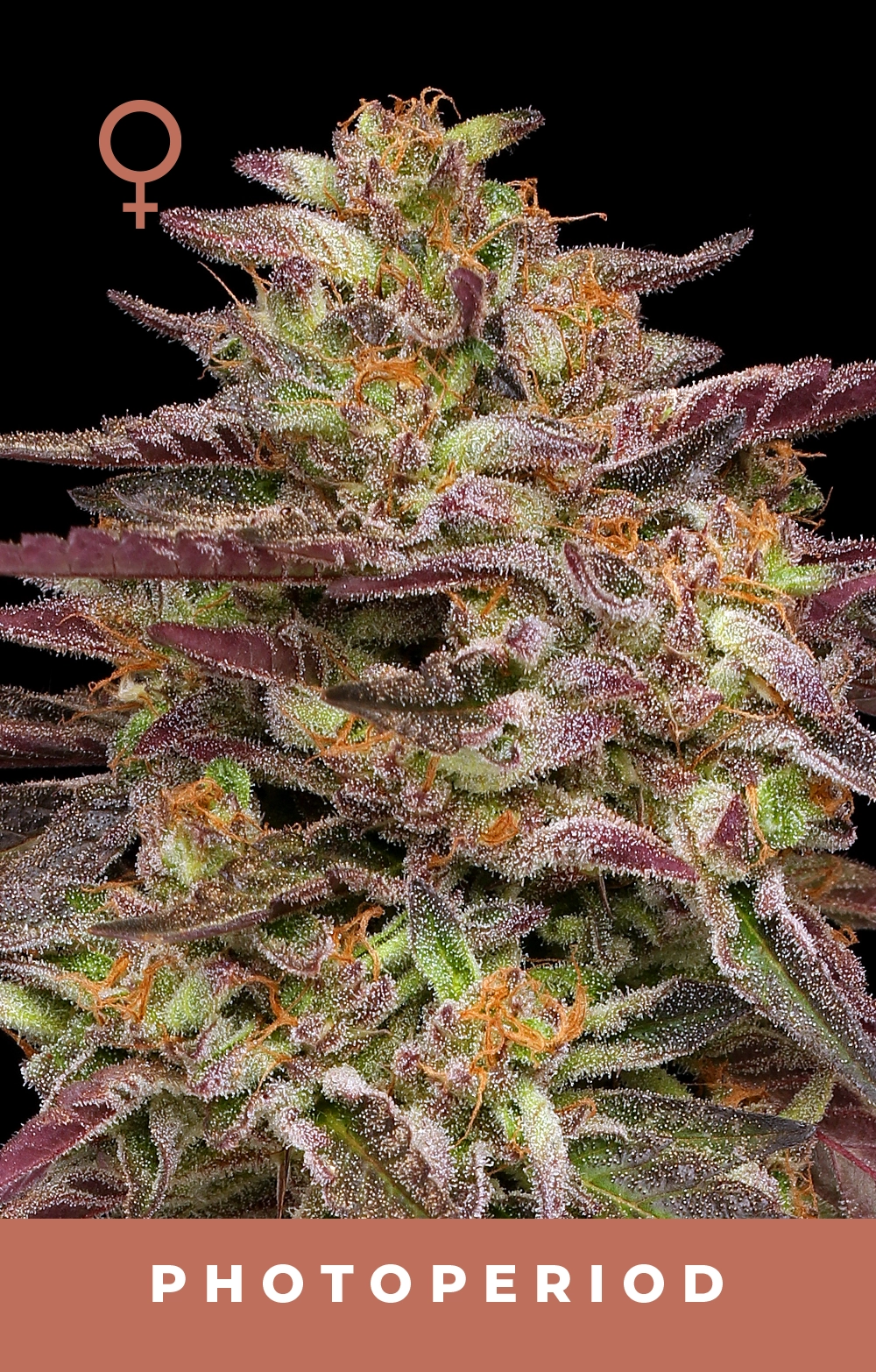 COB Salad Feminized Seeds