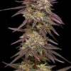 COB Salad Feminized Seeds