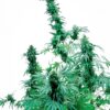 Early Skunk Feminized Seeds