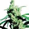 Silver Haze Feminized Seeds