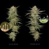 Donutz Triploid Feminized Seeds