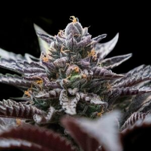 Double Stuffed Sorbet Feminized Seeds (Sorbet Collection)