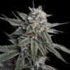 Holy Grail Kush Feminized Seeds