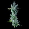 Kosher Dawg Feminized Seeds