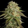 Kosher Kush Feminized Seeds