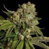 Kosher Kush Feminized Seeds