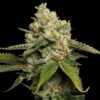Kosher Kush Feminized Seeds