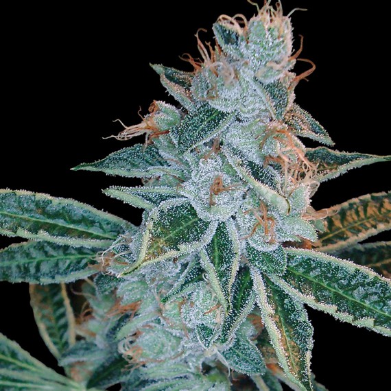 Lemon OG Kush Feminized Seeds