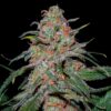 Lemon Skunk Feminized Seeds