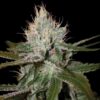 Cannalope Haze Feminized Seeds