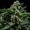 DO-G Feminized Seeds