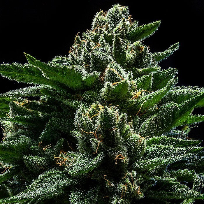DO-G Feminized Seeds
