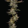 Donutz Triploid Feminized Seeds
