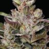 Donutz Triploid Feminized Seeds