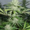 Cannalope Haze Feminized Seeds