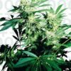 Skunk Kush Feminized Seeds