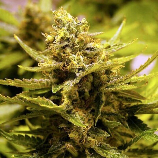 Buy OG CBD Feminized Seeds By Cali Connection In America - Stellar Seeds