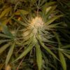 Cannalope Haze Feminized Seeds