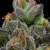 Caramel Cream Auto Feminized Seeds