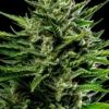 Emerald Fire OG Auto Feminized Seeds