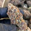 Forbidden Fruit FAST Feminized Seeds