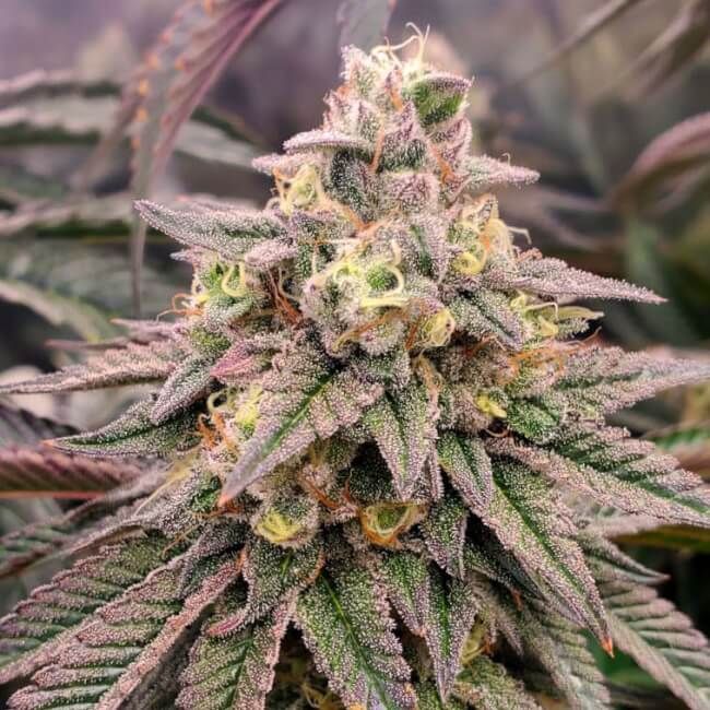 Forbidden Fruit FAST Feminized Seeds