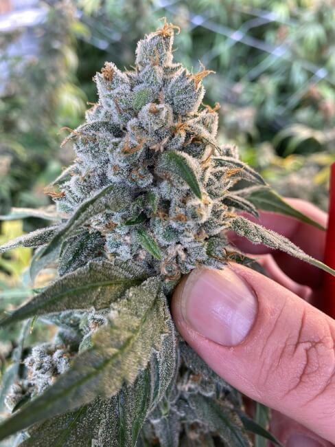 Frosted Guava Auto Feminized Seeds