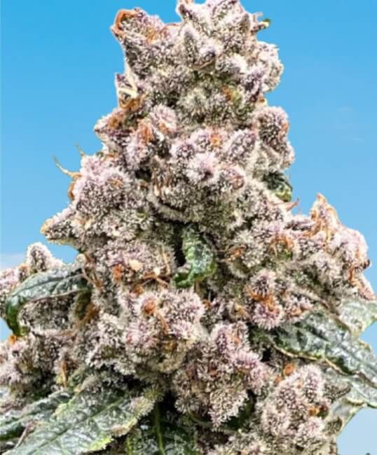 Frosted Raspberries S1 Feminized Seeds