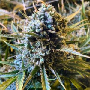 Frosted Watermelon Auto Feminized Seeds